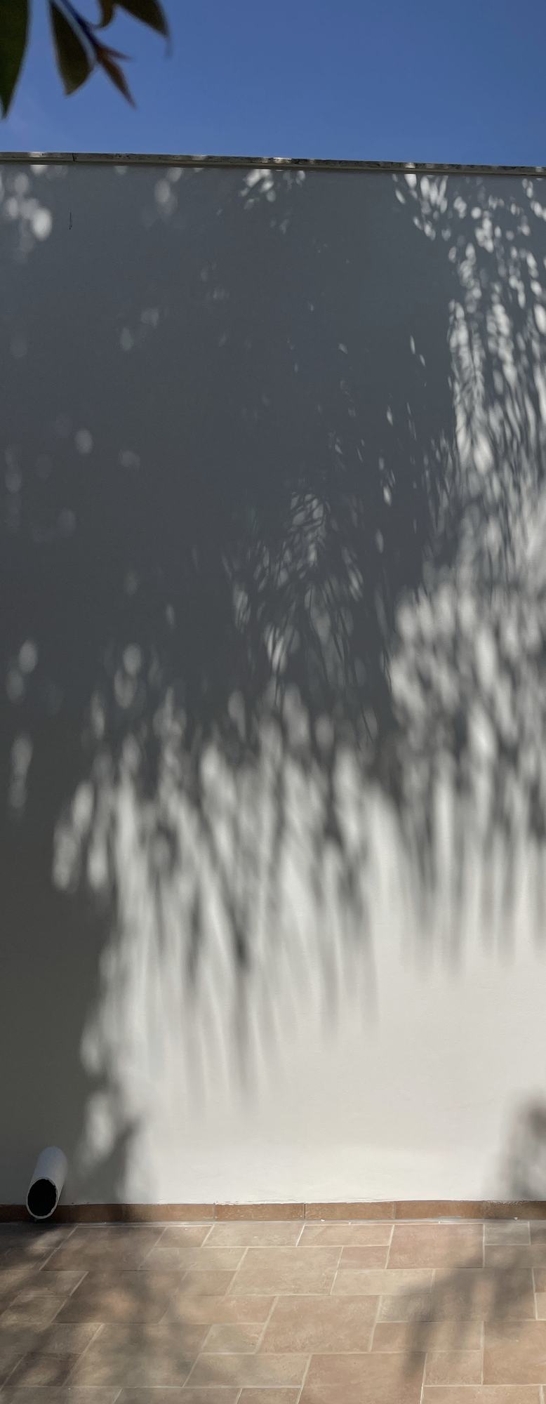 Palm shadows falling across a freshly painted white garden wall